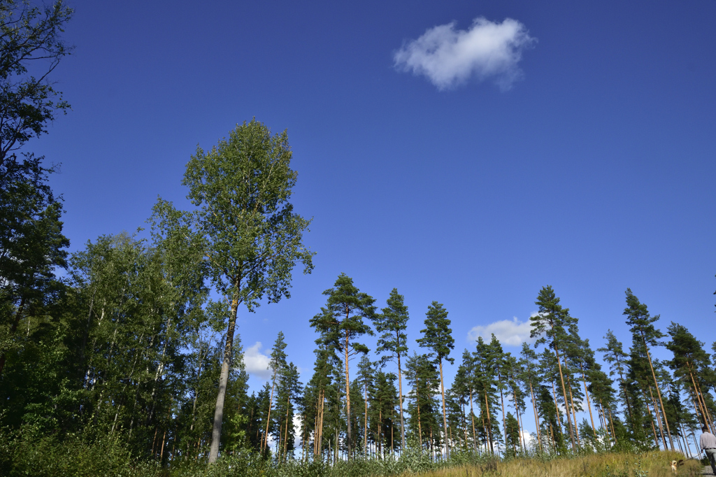 森と青空 Salo FInland