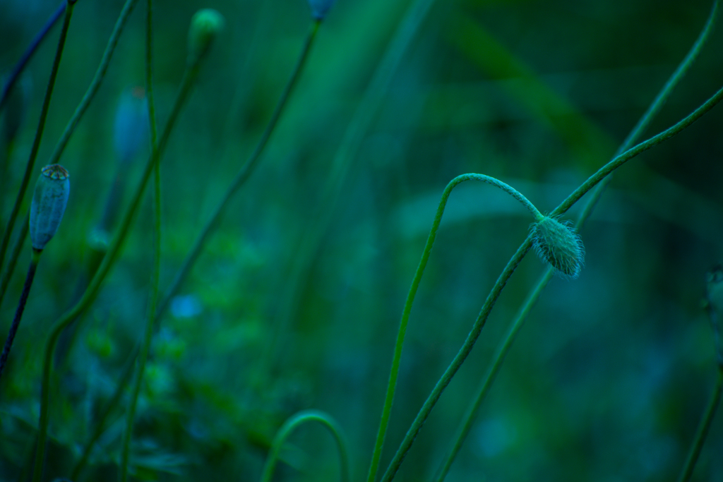 花の後