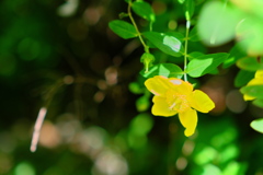 路傍の花壇の花