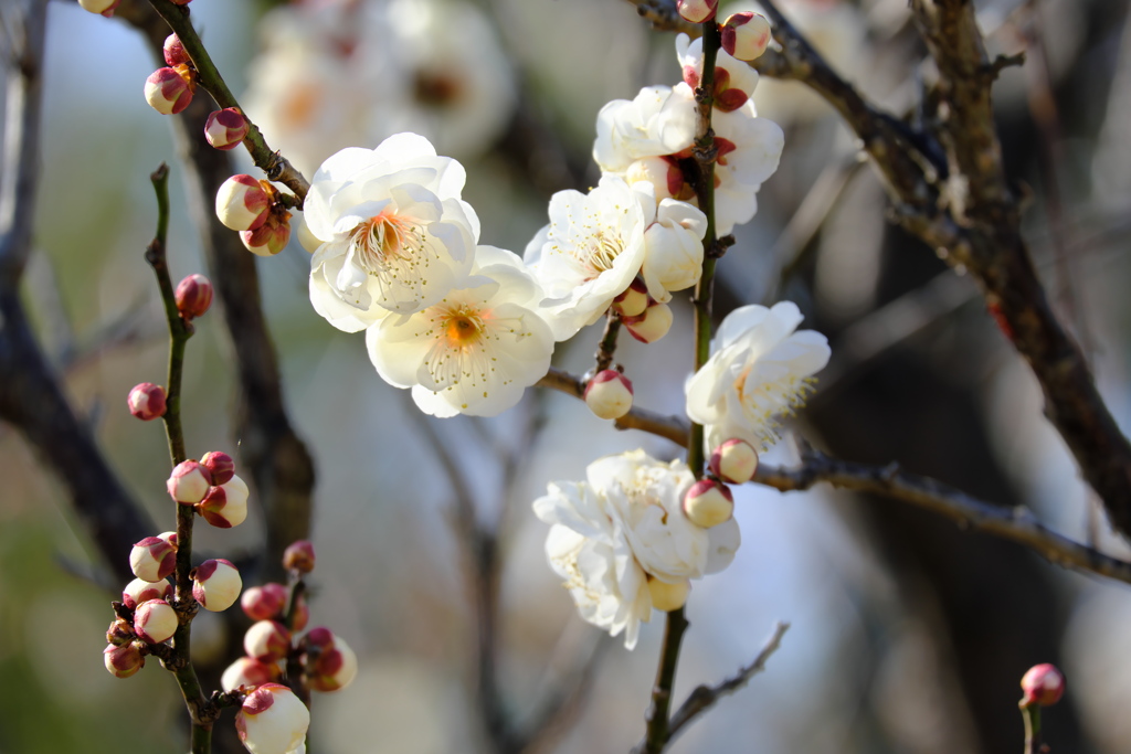 公園の白梅