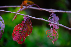 桜の葉