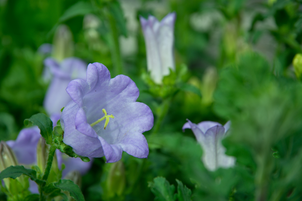 花壇の花