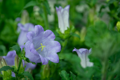 花壇の花