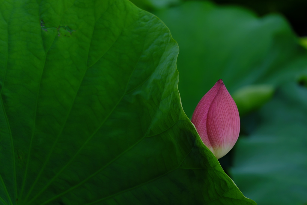 蕾