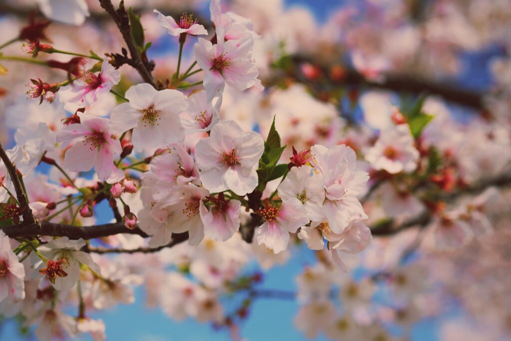 満開の花畑