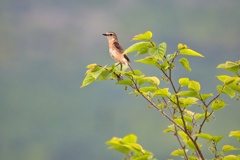 メスノビタキの若鳥かな？