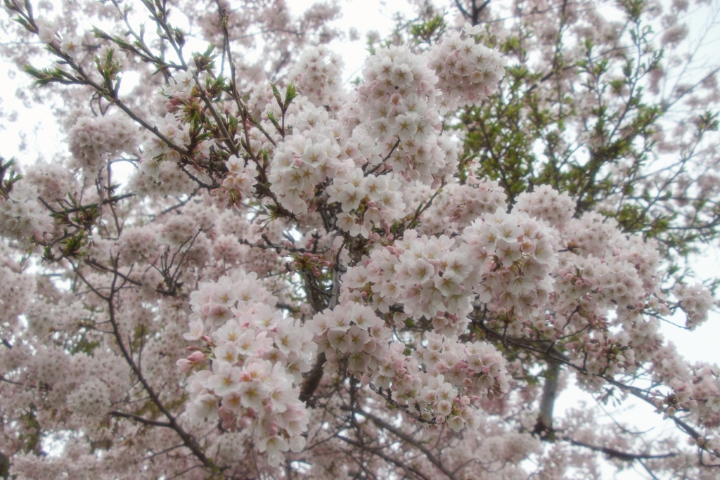 もこもこ桜