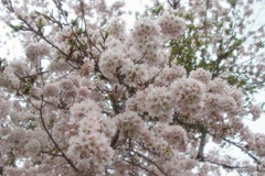 もこもこ桜