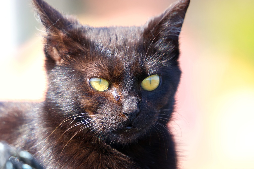 黒猫