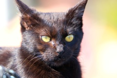 黒猫