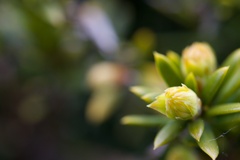松の芽