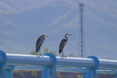 アオサギさん