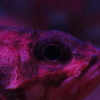 暗黒に照らされる、赤い魚