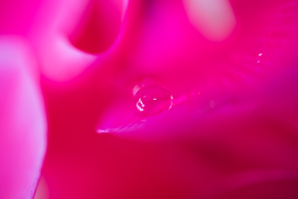 花の誘惑