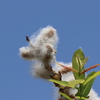 柳の綿毛