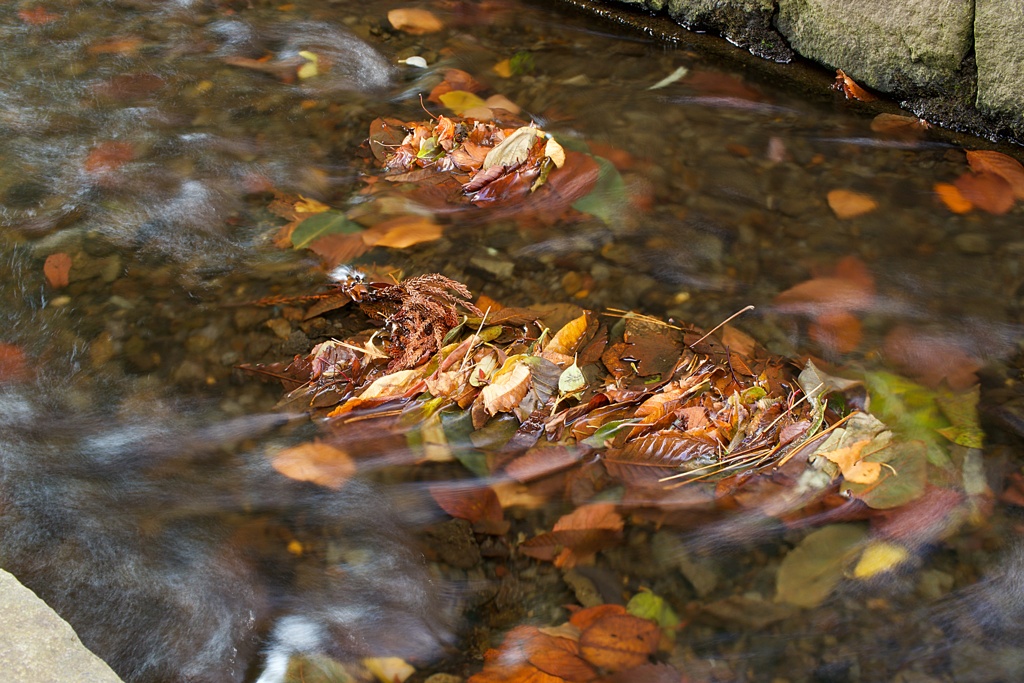 川の流れと落ち葉