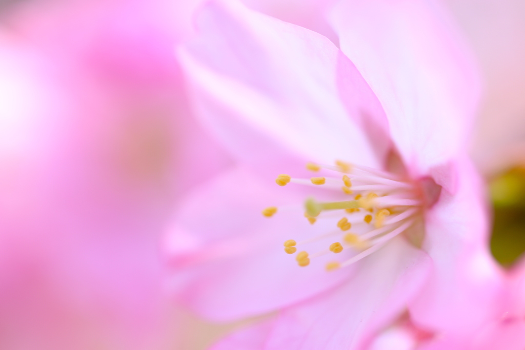 ふわふわした感じの桜♪