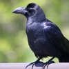 カラスさん