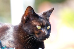 黒猫！