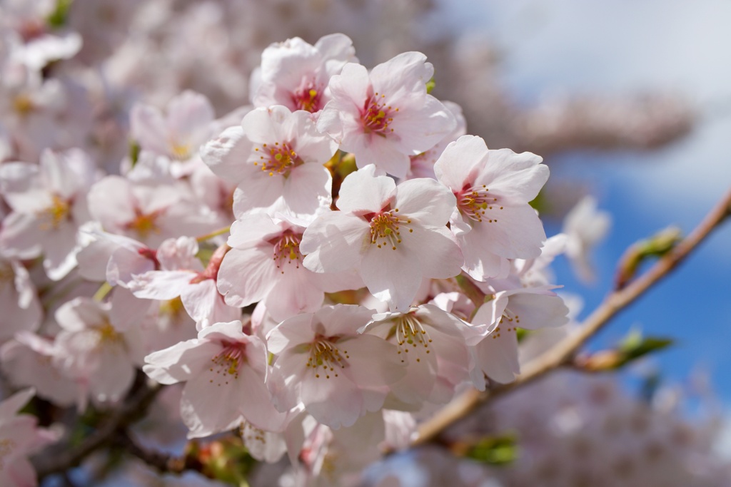 桜