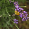 ラベンダーとコマルハナバチ