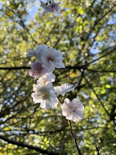 summer sakura