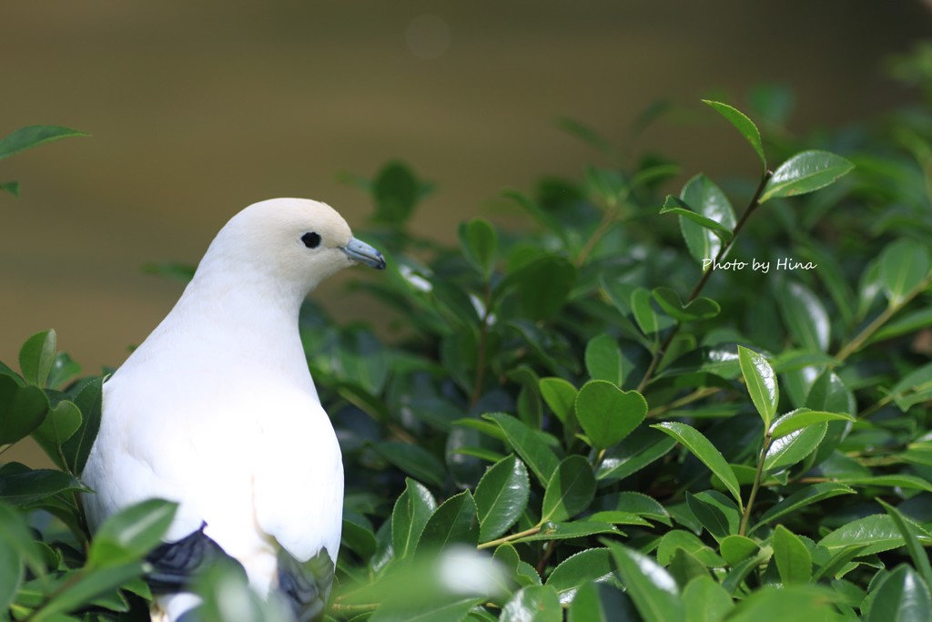 見返り美鳥