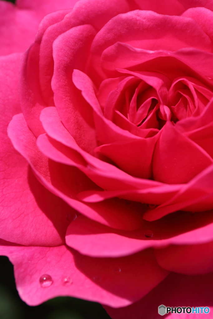 薔薇