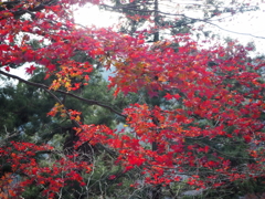 冬の紅葉、燃えるように紅く