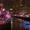 冬桜