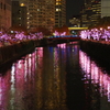 冬桜2