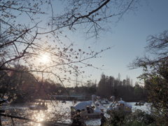 井の頭公園 春