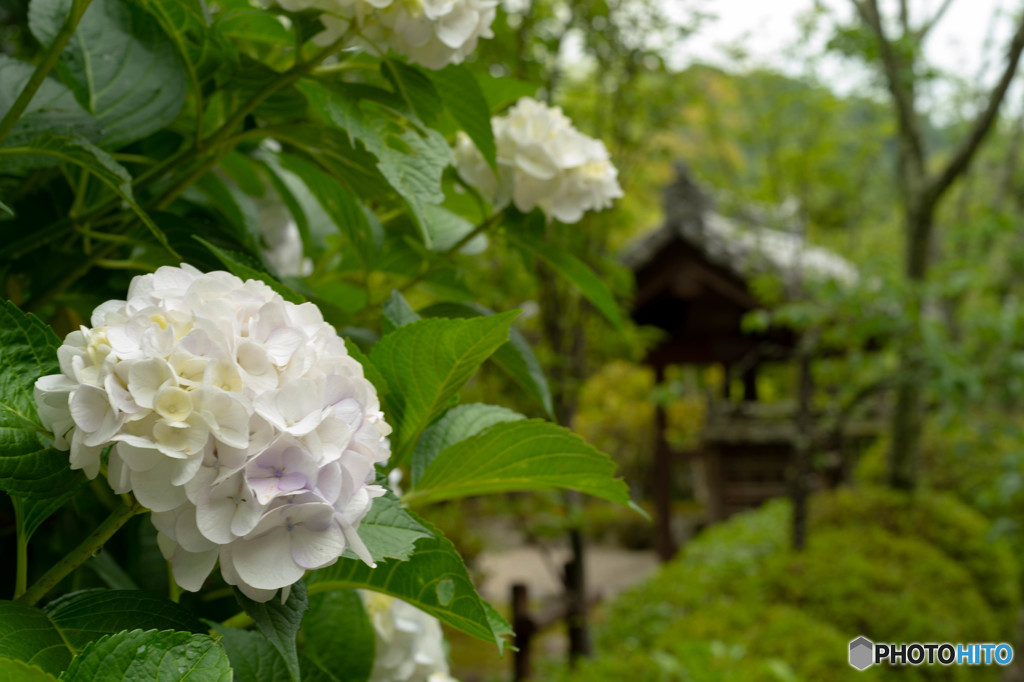 紫陽花