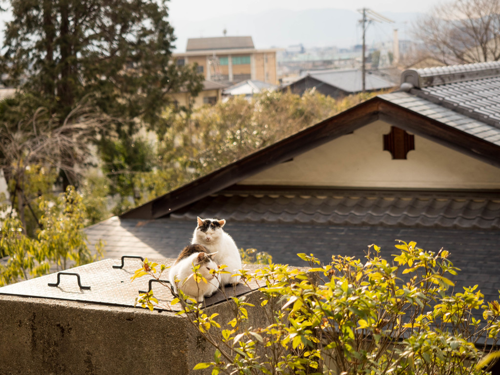 ひなたぼっこ