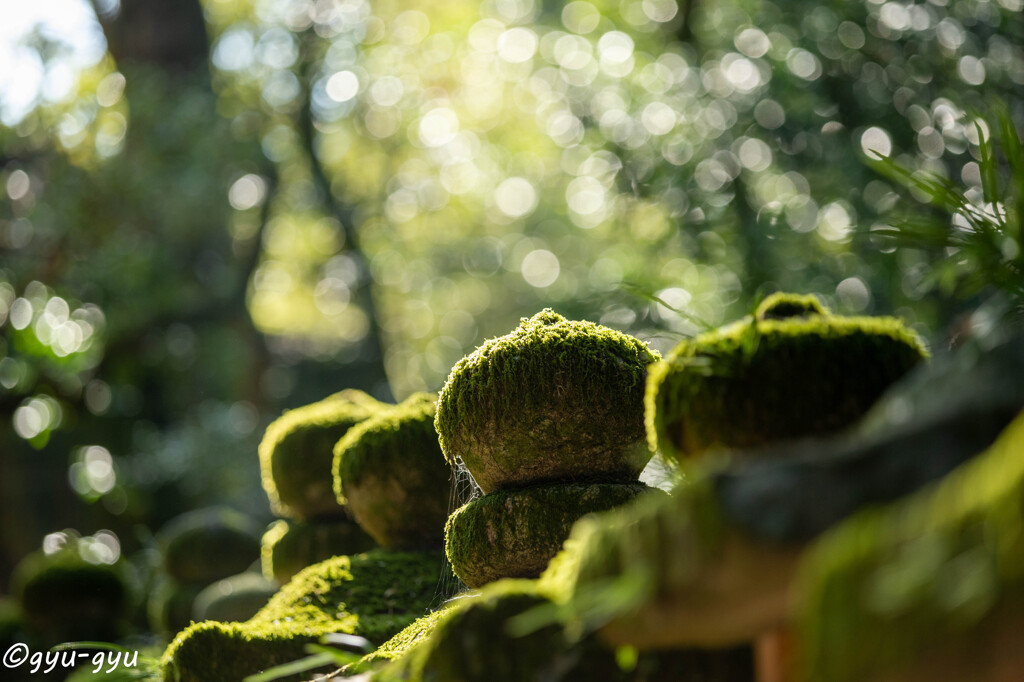 苔たま