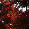 紅の光