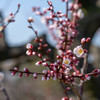 じきに咲く