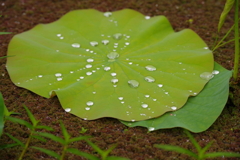 葉っ水コート