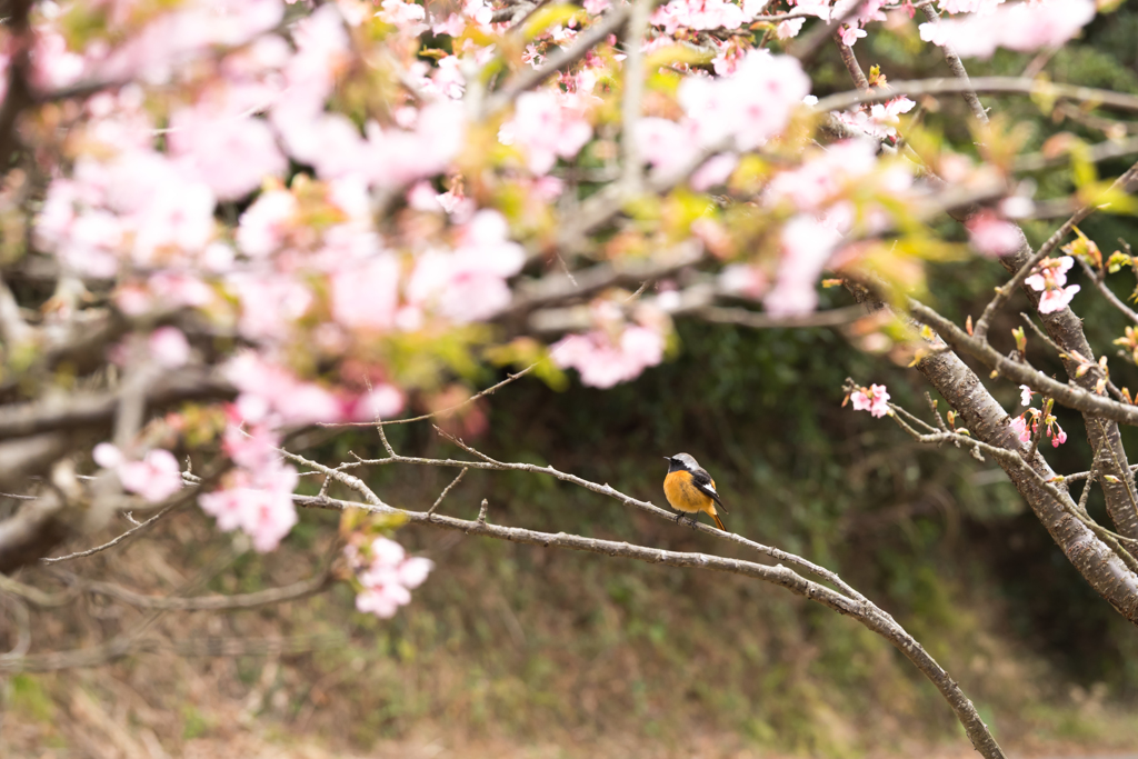 花見