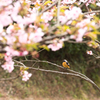 花見