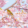 河津桜 with めじろ