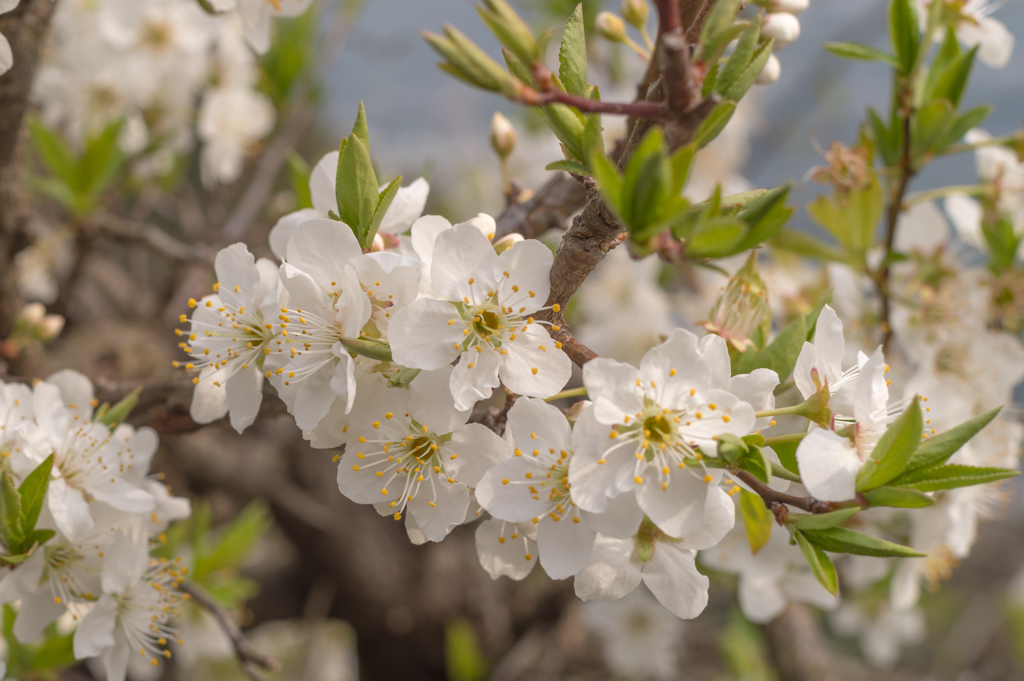 山桜は満開