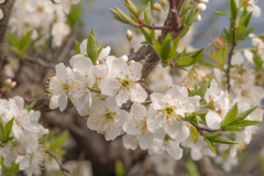 山桜は満開