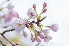 何桜？