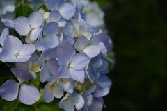 azisai2019