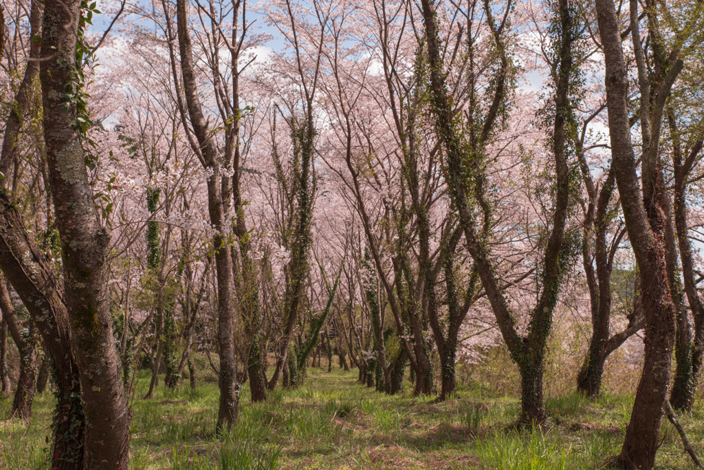 春の探検