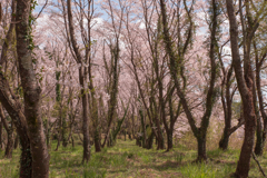 春の探検