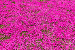 芝桜