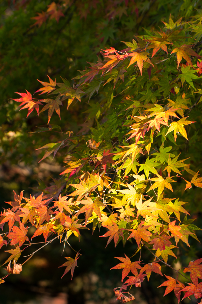 Momiji