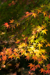 Momiji